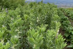 Faba-bean-Faba-bean-plot-with-flowers-©Rosmarie-Zimmermann-Global-Field-Attiswil