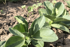 Faba-bean-Faba-bean-seedlings-©Tiny-Farms