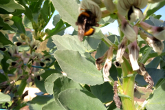 Faba-bean-Faba-flower-with-bumblebee2-©Parterrenet