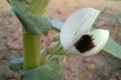 Faba-bean-Fava-Bean-Flower-©Global-Field-Attiswil