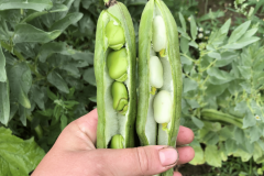 Faba-bean-Fava-bean-Handdowngreen_Ratio2-©Tiny-Farms.png