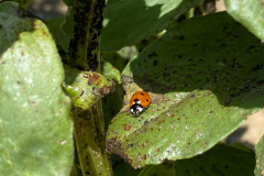 Faba-bean-Favabean-Lice-and-Ladybug2-©Global-Field-Attiswil