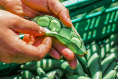 Faba-bean-Hand-opening-a-Fava-bean-©Carla-Ulrich-Tiny-Farms