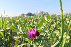 Forage-legumes-Common-vetch-in-Sweden-©NicolasCarton-@Lumineuses_div