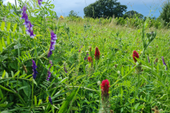 Forage-legumes-Hairy-vetch-and-crimson-clover-in-Germany-©NicolasCarton-@Lumineuses_div