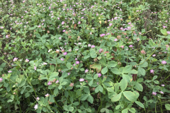 Forage-legumes-Persian-clover-in-Sweden3-©NicolasCarton-@Lumineuses_div