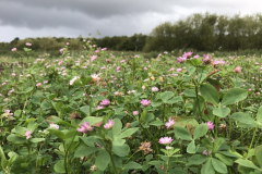 Forage-legumes-Persian-clover-in-Sweden4-©NicolasCarton-@Lumineuses_div