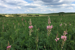 Forage-legumes-Sainfoin-in-France-©NicolasCarton-@Lumineuses_div