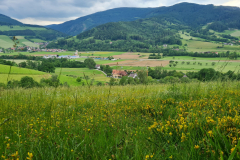 Forage-legumes-Trefoil-genus-Lotus-in-a-mixed-grassland-in-Germany-©NicolasCarton-@Lumineuses_div