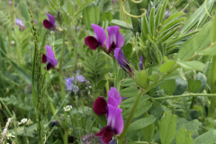 Forage-legumes-Vicia-Sativa-_Common-Vetch_-flower-©Elisabeth-Berlinghof-Tiny-Farms