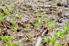 Lentil-Lentil-seedlings-©NicolasCarton-@Lumineuses_div