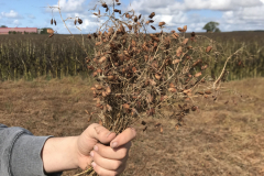 Lentil-Mature-and-dry-lentils-©NicolasCarton-@Lumineuses_div