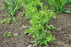 Lentil-lentil-plant-©Global-Field-Berlin-Germany