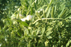 Lentil_Lentil-flowers-on-plant-©Global-Field-Attiswil