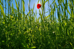 Lentils-Lentils-and-rye-intercropping-©Nicolas-Carton-@lumineuses_div