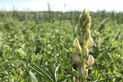 Lupin-Narrow-leafed-lupine-in-Sweden-©NicolasCarton-@Lumineuses_div