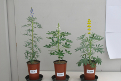 Lupin-Narrow-leafed-white-and-yellow-lupins-in-greenhouse-trial-©NicolasCarton-@Lumineuses_div