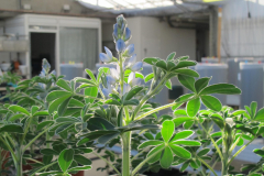 Lupin-White-lupin-in-greenhouse-trial-©NicolasCarton-@Lumineuses_div