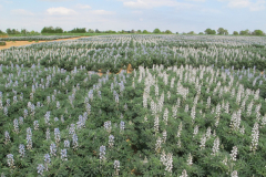 Lupin-White-lupin-variety-trial-in-France-©NicolasCarton-@Lumineuses_div