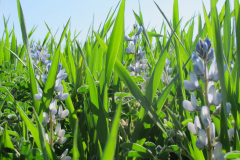 Lupin-White-lupine-and-triticale-in-France-©NicolasCarton-@Lumineuses_div