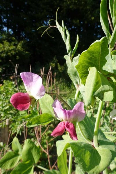 Pea-Blaushokker-pea-flower-©OBZ