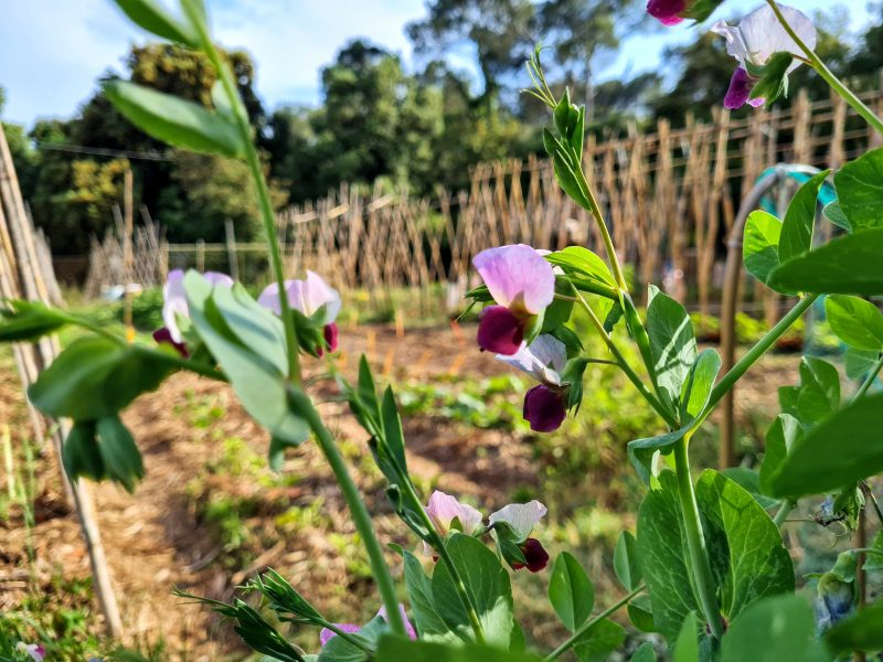 Pea-Italian-pea-in-Catalonia-in-May-©NicolasCarton-@Lumineuses_div