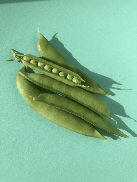 Pea-Lacrima-pea-pod-©Weltacker-Attiswil-small