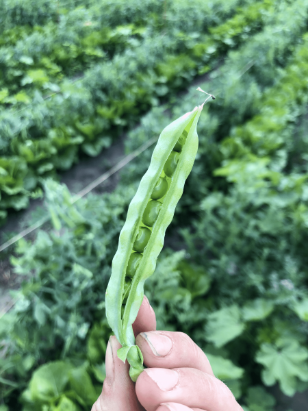 Pea-Old-sugar-snaps-©Tiny-Farms-small