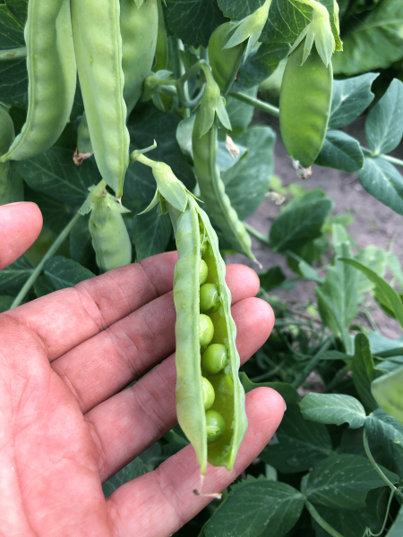 Pea-Old-sugar-snaps-Bingenheimer-©Tiny-Farms-min