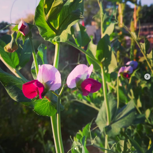 Pea-Pea-Flower-©Virginia-Boye