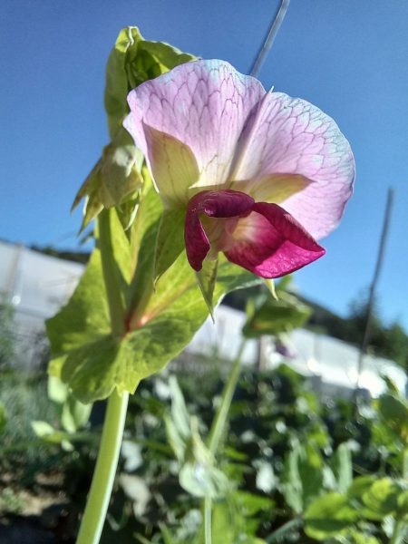 Pea-Pea-in-flower-©Global-Field-Attiswil