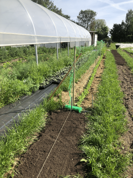 Pea-Several-seeding-times-of-lacrima-pea-©Tiny-Farms