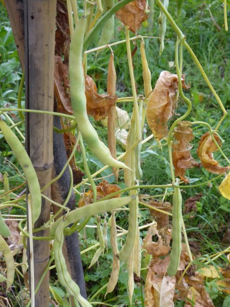 Pea-Grass-Pea-plant-and-pods-©Bernd-Socher