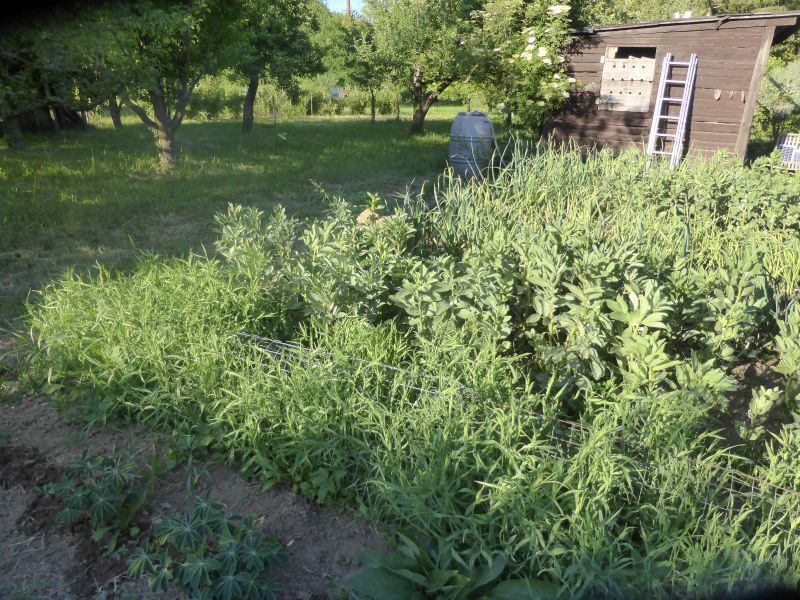 Pea-Grass-peaPlatterbsen-plants-©Bernd-Socher