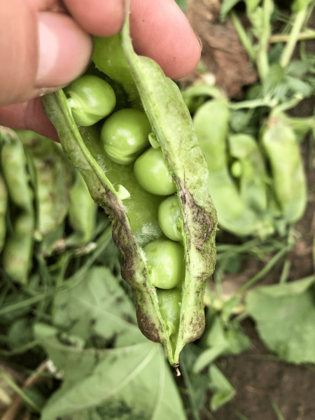 Pea-Very-old-sugar-snaps-©Tiny-Farms-min