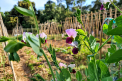 Pea-Italian-pea-in-Catalonia-in-May-©NicolasCarton-@Lumineuses_div