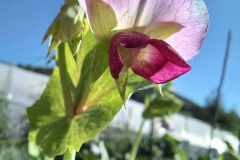 Pea-Pea-in-flower-©Global-Field-Attiswil