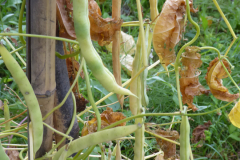 Pea-Grass-Pea-plant-and-pods-©Bernd-Socher