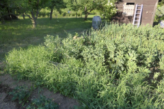 Pea-Grass-peaPlatterbsen-plants-©Bernd-Socher