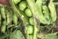 Pea-Very-old-sugar-snaps-©Tiny-Farms