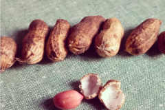 Peanut-Peanuts-from-Berlin-©Virginia-Boye.png