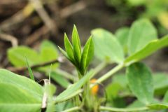 Peanut-fan-leaves-©Cecilia-Antoni-Global-Plot-Berlin-Germany