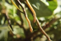 Peanut-fruit-stalks-©Cecilia-Antoni-Global-Plot-Berlin-Germany