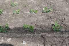 Peanut-peanut-seedlings-©Global-Field-Berlin-Germany