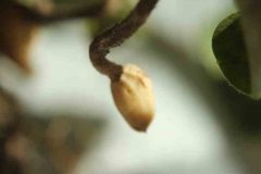 Peanut-thick-fruit-stalks-©Cecilia-Antoni-Global-Plot-Berlin-Germany