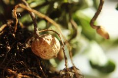 Peanut-tuber-close-up-©Cecilia-Antoni-Global-Plot-Berlin-Germany