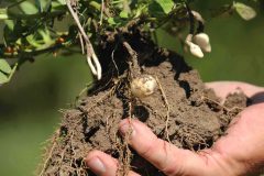 Peanut-tuber-close-up-2-©Cecilia-Antoni-Global-Plot-Berlin-Germany