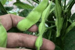 Soy-bean-Edamame-pods-©Tiny-Farms-Germany