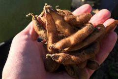 Soy-bean-soy-harvest2-©Global-Field-Berlin-Germany