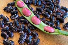 Bean-Scarlet Runner Beans, Phaseolus coccineus-©Inge-Hansen-@ingeslittlegarden